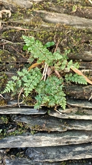 Cheilanthes chusana