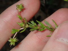 Opercularia spermacocea