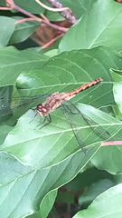 Sympetrum rubicundulum