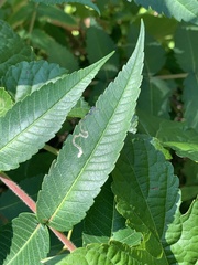 Stigmella intermedia