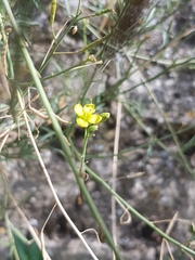Diplotaxis tenuifolia
