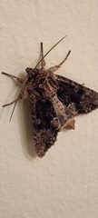 Apamea monoglypha