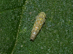 Eupteryx decemnotata