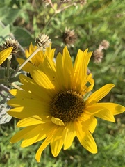 Helianthus mollis