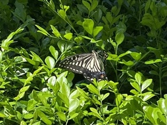Papilio xuthus