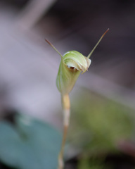 Pterostylis concinna