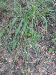 Chasmanthium sessiliflorum