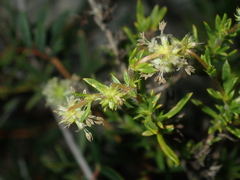 Opercularia spermacocea