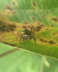 Eris militaris