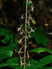 Tipularia discolor