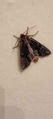 Apamea monoglypha