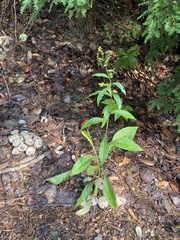 Solidago arguta