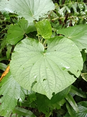 Piper umbellatum