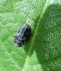Adalia bipunctata
