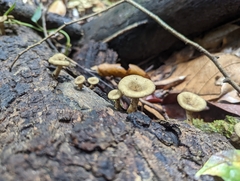 Lentinus polychrous
