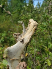Eris militaris