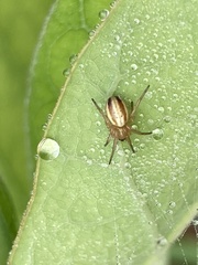 Araneus pratensis