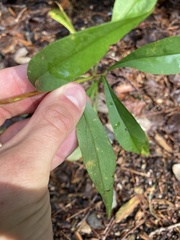 Solidago arguta