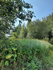 Helianthus tuberosus