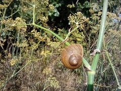 Cornu aspersum