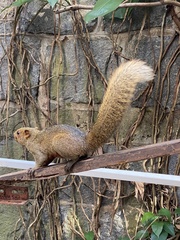 Callosciurus erythraeus