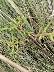 Salicornia