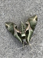 Eumorpha pandorus