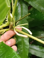 Piper umbellatum