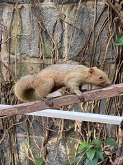 Callosciurus erythraeus