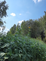 Helianthus tuberosus