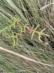 Salicornia