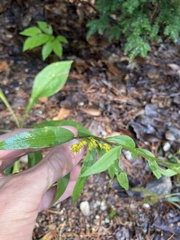 Solidago arguta