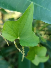 Dioscorea