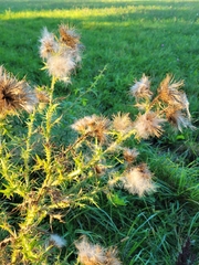 Cirsium discolor