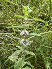 Mentha canadensis