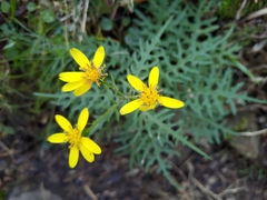 Senecio morrisonensis