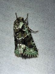 Lacinipolia explicata