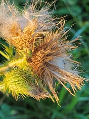 Cirsium discolor