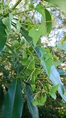 Dioscorea