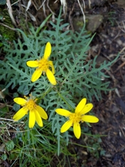 Senecio morrisonensis