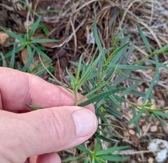 Talinum aurantiacum