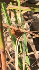 Virbia aurantiaca