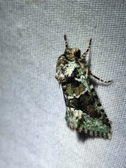 Lacinipolia explicata