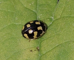 Propylea quatuordecimpunctata