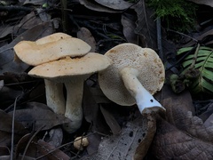 Hydnum rufescens