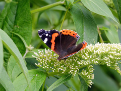 Vanessa atalanta