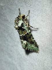 Lacinipolia explicata