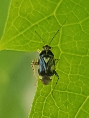 Liocoris tripustulatus