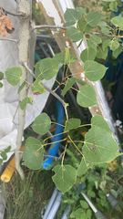 Populus tremuloides