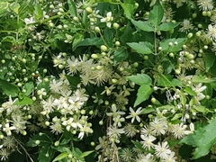 Clematis vitalba